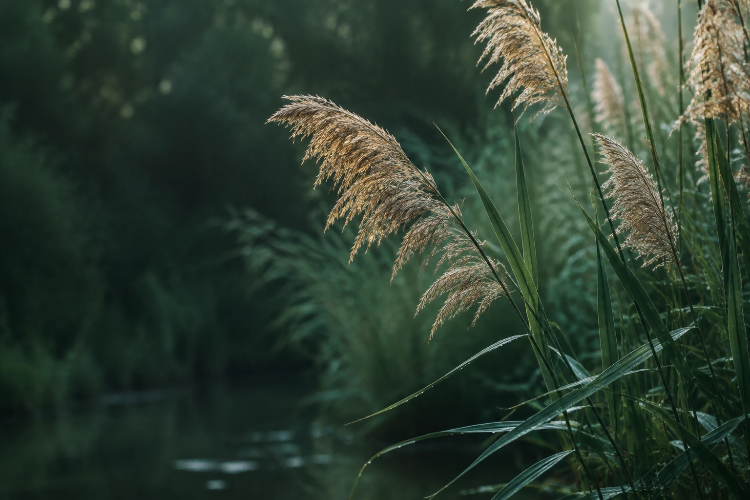 芦苇植物的品牌意象图，非原料产地实拍